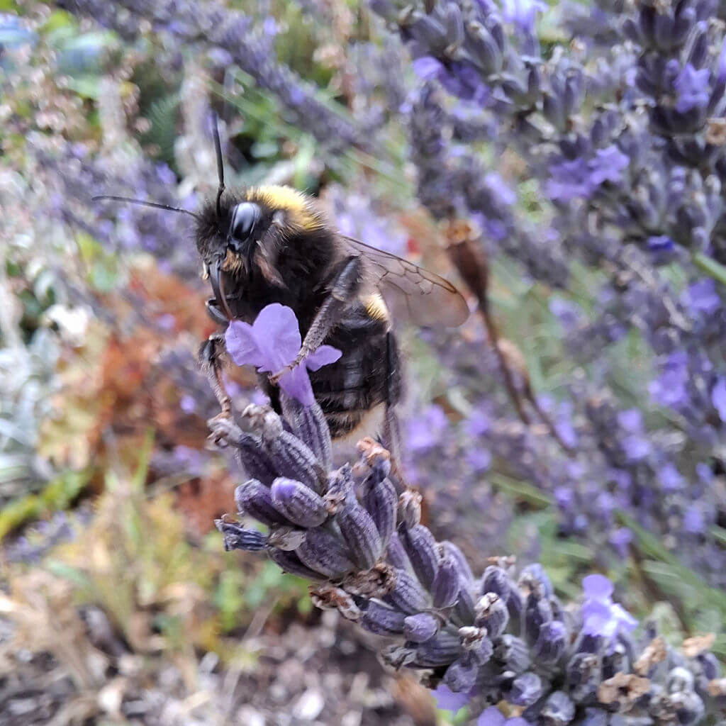 Close-up of a bumblebee on a lavender flower. The bee is gathering nectar, surrounded by blurred purple and green tones, conveying a sense of tranquility.