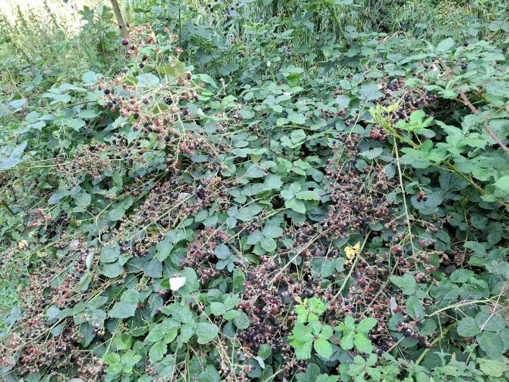 Dense thicket of wild blackberry bushes with dark purple-black berries surrounded by lush green leaves. The scene conveys a natural, untamed vibe.
