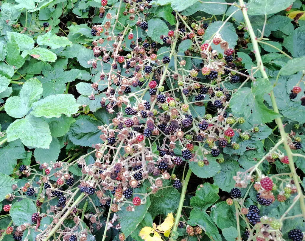 A dense cluster of blackberry bushes with ripe blackberries and red unripe ones. Lush green leaves fill the background, creating a vibrant, natural scene.