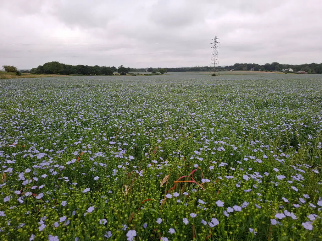A vast field of blooming blue flowers stretches to the horizon under a cloudy sky. A lone electricity pylon stands in the distance, adding contrast.