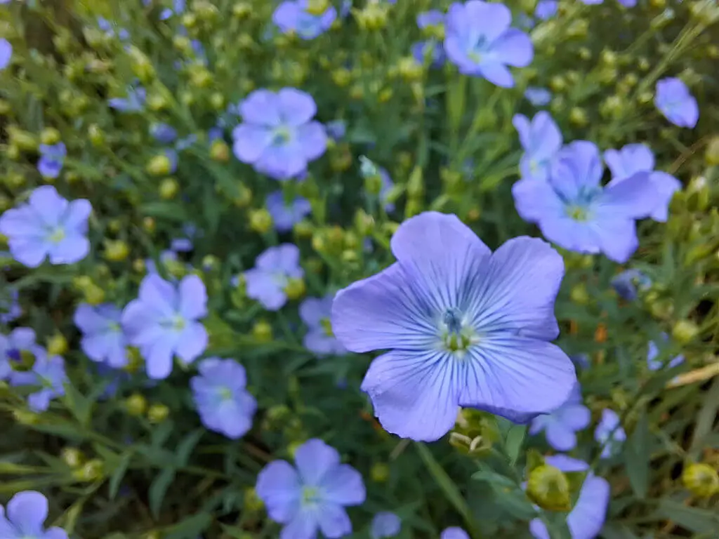 Close-up of vibrant blue-purple flowers with delicate petals and green centres, surrounded by lush green foliage, conveying a serene, natural beauty.