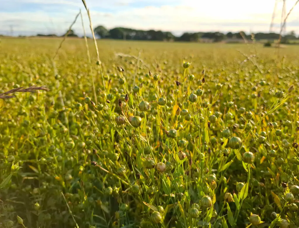 A lush flax field under a blue sky with scattered clouds. The sun casts a warm glow, highlighting the green plants and creating a tranquil scene.