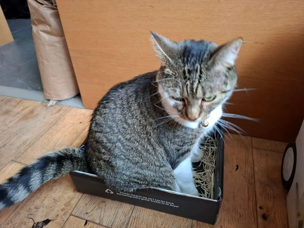 A tabby cat sits in a small box on a wooden floor