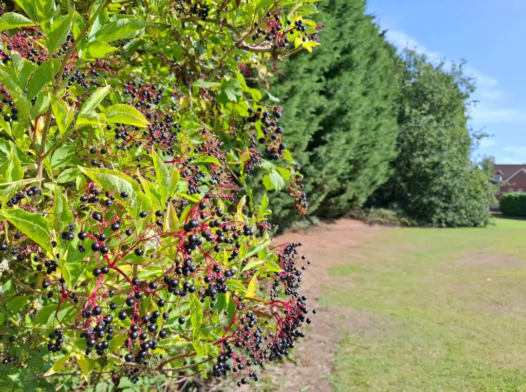 Lush green bush with clusters of dark elderberries in a sunny park. Pine trees and a few houses in the background create a peaceful, natural setting.