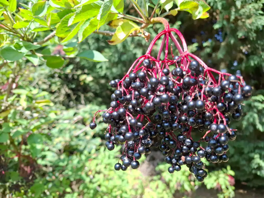Cluster of ripe black elderberries hanging from red stems amid green leaves, with a blurred natural background.