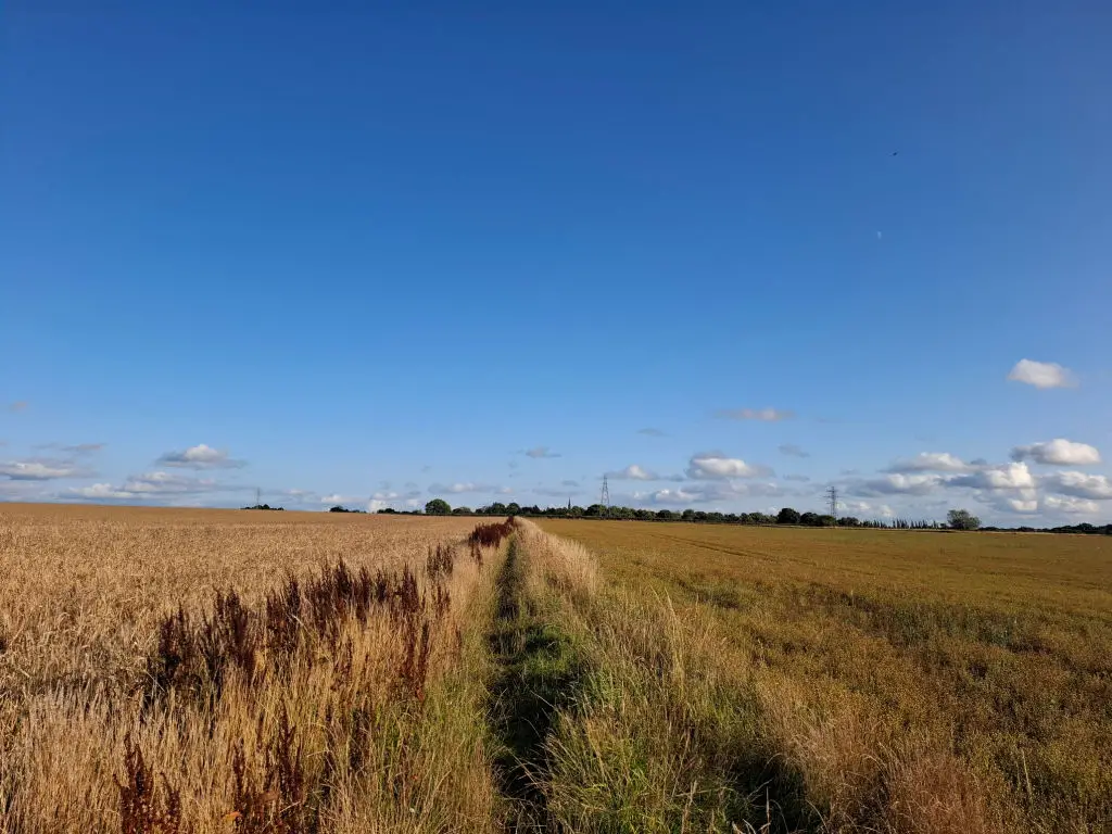 A footpath between two fields of crops. The sky is blue and cloudless above, with small clouds in the distance