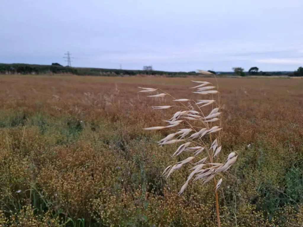 Golden wild grasses sway in the foreground of a vast open field under a muted grey sky. The scene conveys a serene, peaceful atmosphere.