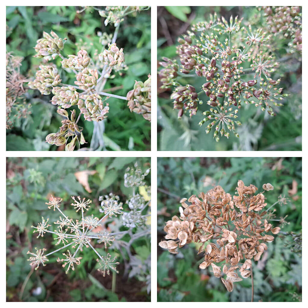 Collage of four close-up images of wildflower seed heads in various stages. Textures range from green and fleshy to dry and brown against a backdrop of green foliage.