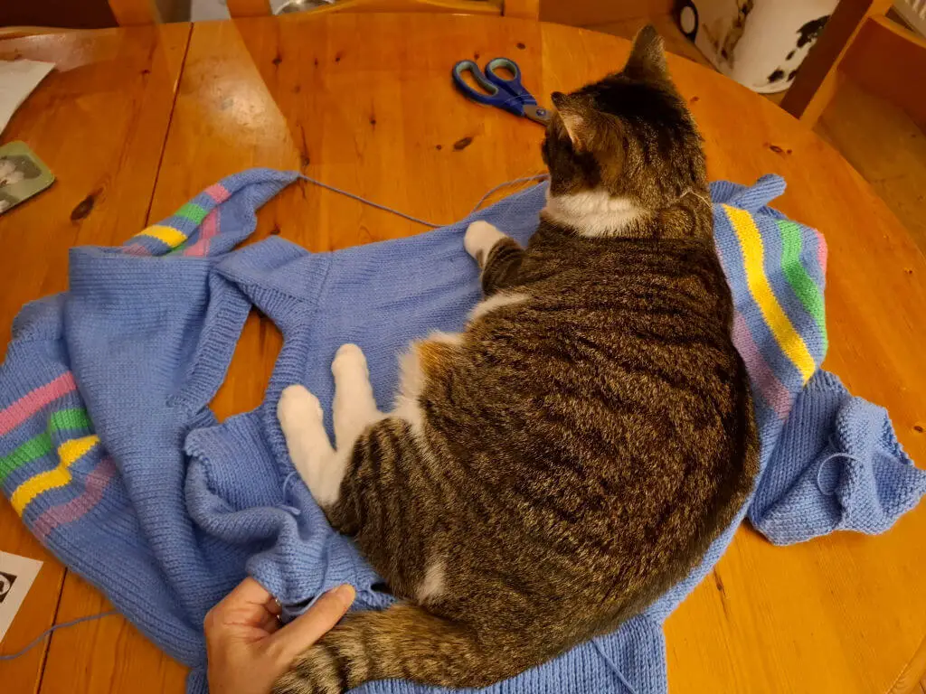 A tabby cat lies comfortably on a blue sweater with rainbow stripes on a wooden table. A hand gently holds the sweater, and scissors lie nearby.