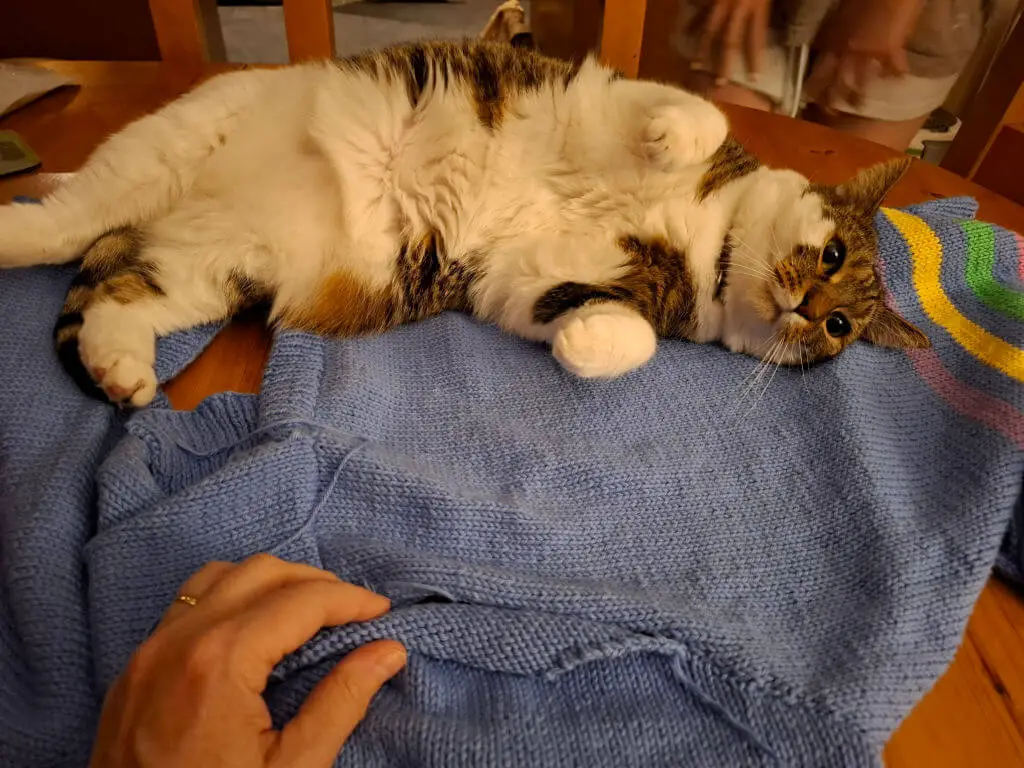 A fluffy cat lies on its back on a blue knitted blanket on a wooden table. A hand is visible, holding the edge of the blanket. The scene is cosy.