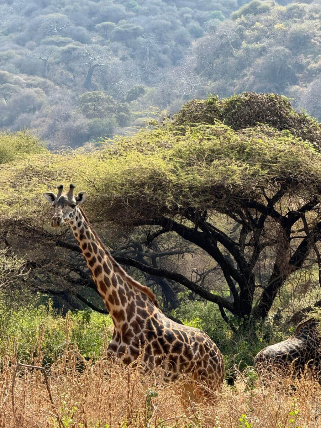 A giraffe stands in front of an acacia tree in a savanna, with soft hills in the background. The scene feels serene and natural.