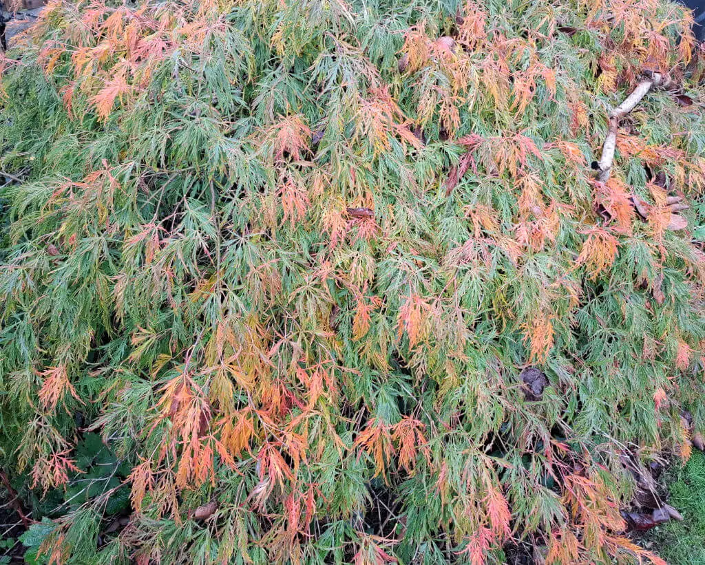 Dense foliage of a bush with green, orange, and red leaves, creating a vibrant autumnal display. A fallen twig rests on the colourful canopy.