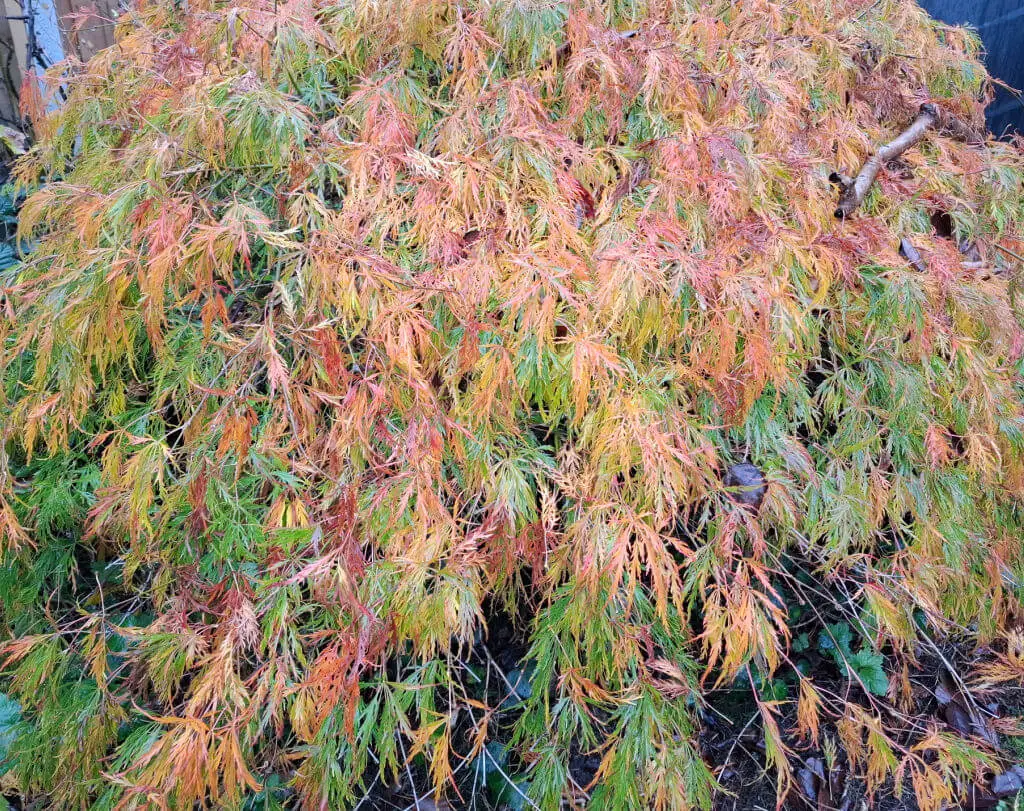 Photo taken a few days later, there are more autumn-coloured leaves on the tree