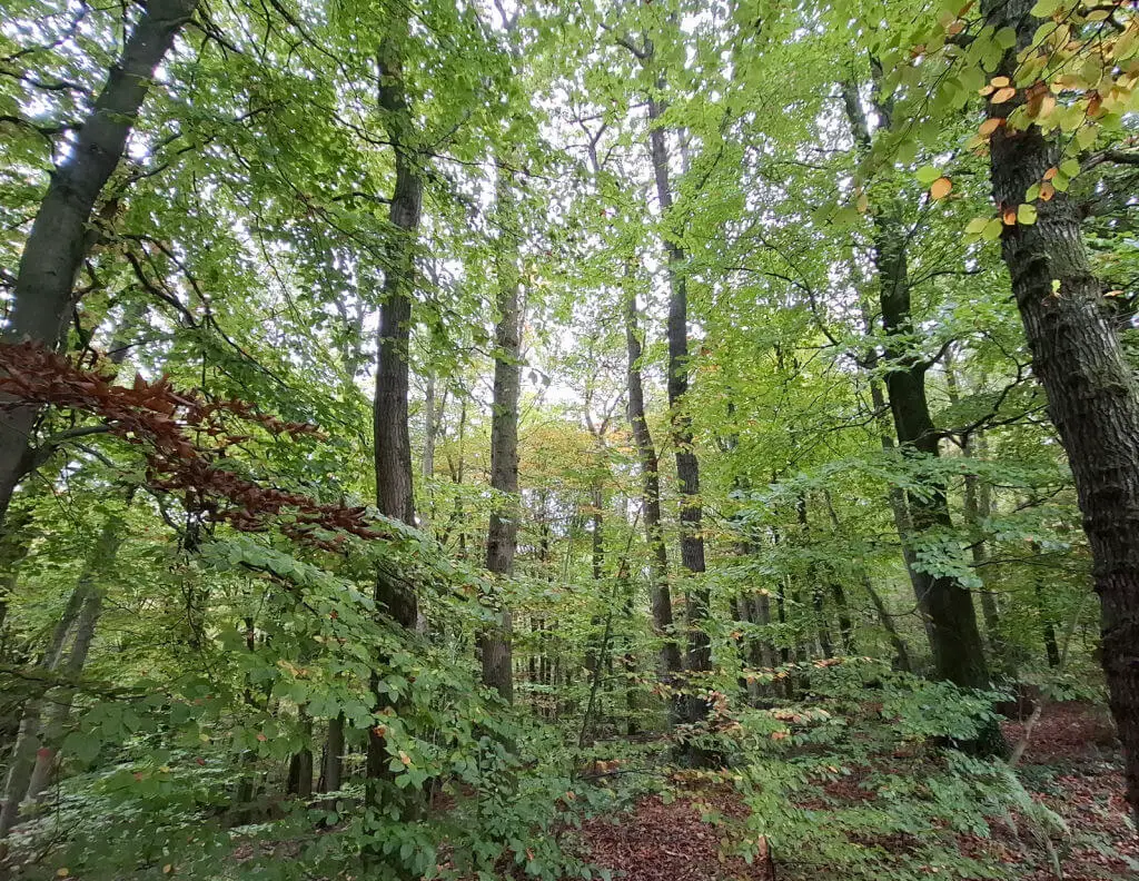Dense forest with tall trees and vibrant green foliage, interspersed with brown leaves. Sunlight filters through, creating a serene and peaceful atmosphere.