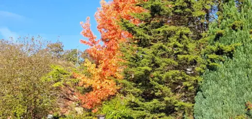 An orange-leaved tree stands out against the green of surrounding trees and the blue sky