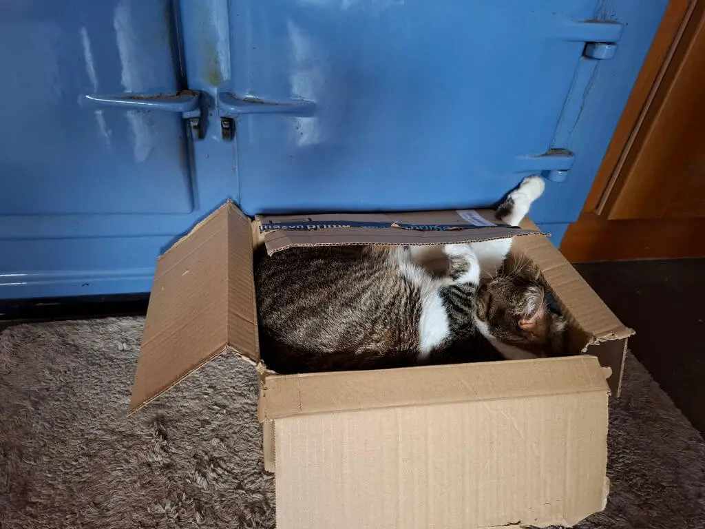 Tabby cat snugly curled in a small cardboard box, against a large blue metal Aga door. The scene conveys cosiness and playfulness.