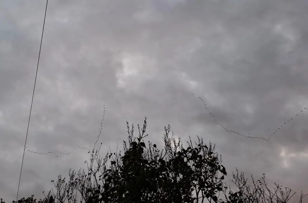 Overcast sky with gray clouds, silhouetted tree line, and a two formations of flying geese in the distance. A single wire cuts diagonally across. Somber mood.