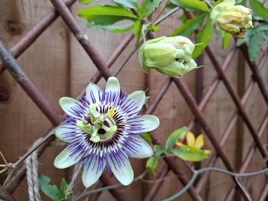 Close-up of a passionflower with purple and white petals against a wooden trellis. Surrounding green leaves and buds add a fresh, vibrant feel.