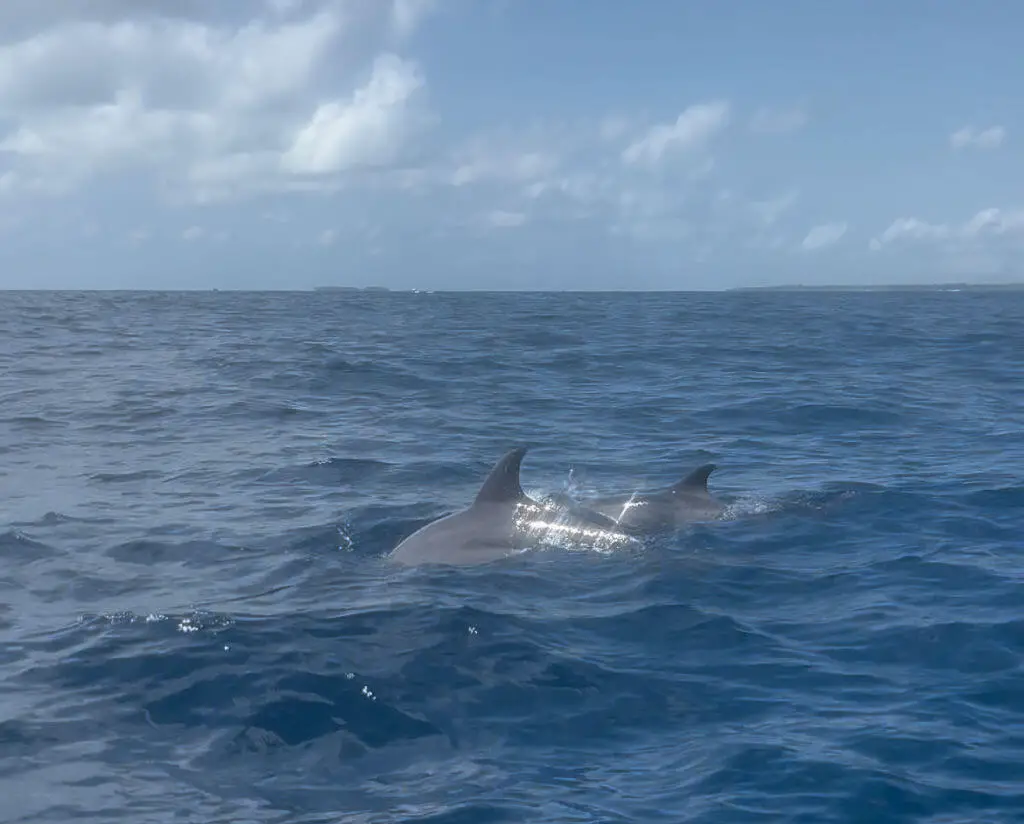 Two dolphins swimming in a vast blue ocean under a clear sky with fluffy clouds. Sunlight sparkles on the water, creating a serene and peaceful scene.
