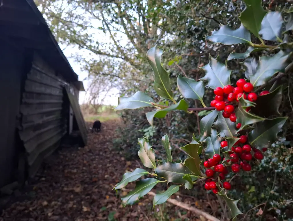 Holly branch with vibrant red berries in focus, next to a weathered wooden shed. In the background, a path is lined with trees and a black dog is walking away.