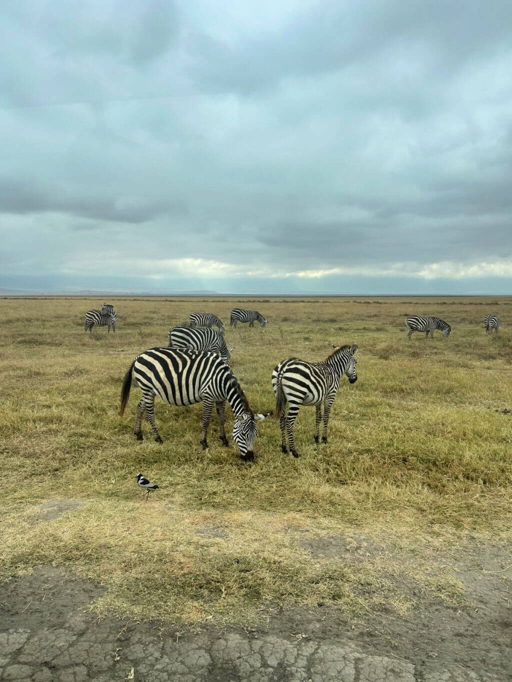 A serene savannah scene shows zebras grazing on yellowish-brown grass under a cloudy sky. A small bird stands nearby, enhancing the tranquil setting.