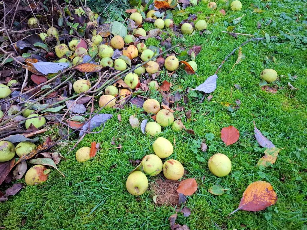 Round yellow apples are scattered on vibrant green grass, surrounded by fallen brown leaves and twigs, creating a natural, autumnal scene.