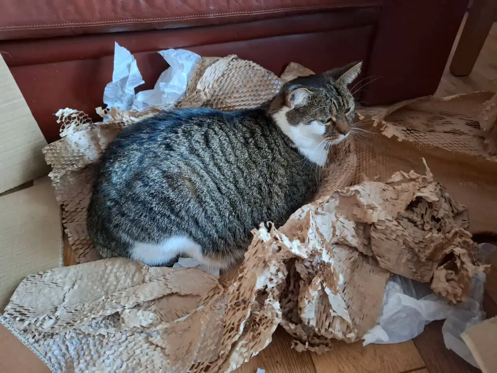 Tabby cat contentedly sits among crumpled cardboard and tissue paper on a wooden floor, conveying a cosy and playful atmosphere.