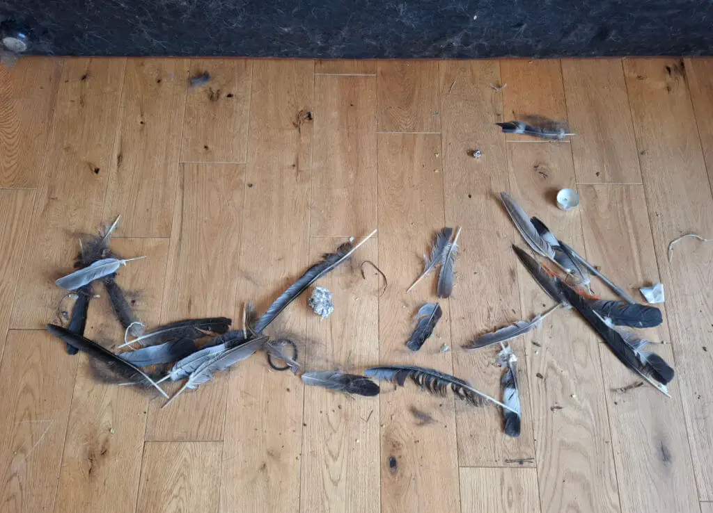 Scattered bird feathers on a wooden floor. The tone is chaotic and somber, with various-sized feathers in disarray.