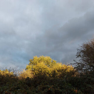 Golden sunlight illuminates green trees against a backdrop of dark, moody clouds. The scene exudes a calm yet dramatic atmosphere, highlighting nature's contrast.