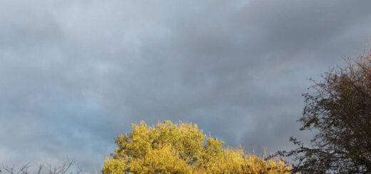 Golden sunlight illuminates green trees against a backdrop of dark, moody clouds. The scene exudes a calm yet dramatic atmosphere, highlighting nature's contrast.