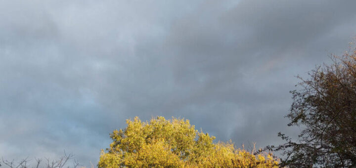 Golden sunlight illuminates green trees against a backdrop of dark, moody clouds. The scene exudes a calm yet dramatic atmosphere, highlighting nature's contrast.