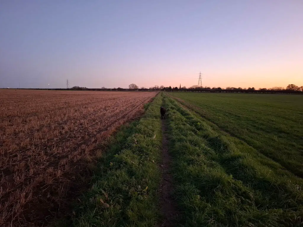 A lone dog walks on a narrow path between a brown harvested field and a lush green field at sunset. The sky is clear with soft purple and orange hues.