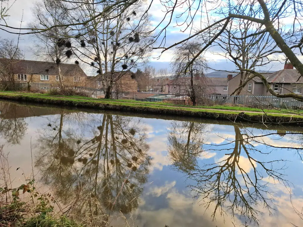 Leafless tree with blobby growths is reflected in a calm canal. Quaint houses and a fence line the opposite bank, under a partly cloudy sky. Peaceful mood.