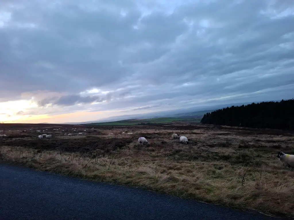 A serene landscape at dusk with sheep grazing in a grassy field under a cloudy sky. A road borders the scene, and distant hills are faintly visible.