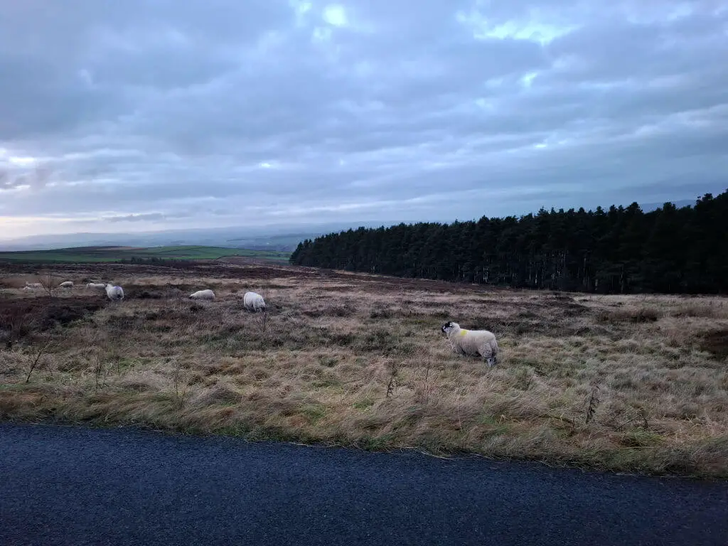 Sheep graze on a lush, grassy field under a cloudy sky. A dense forest lines the horizon, creating a serene and peaceful rural landscape.