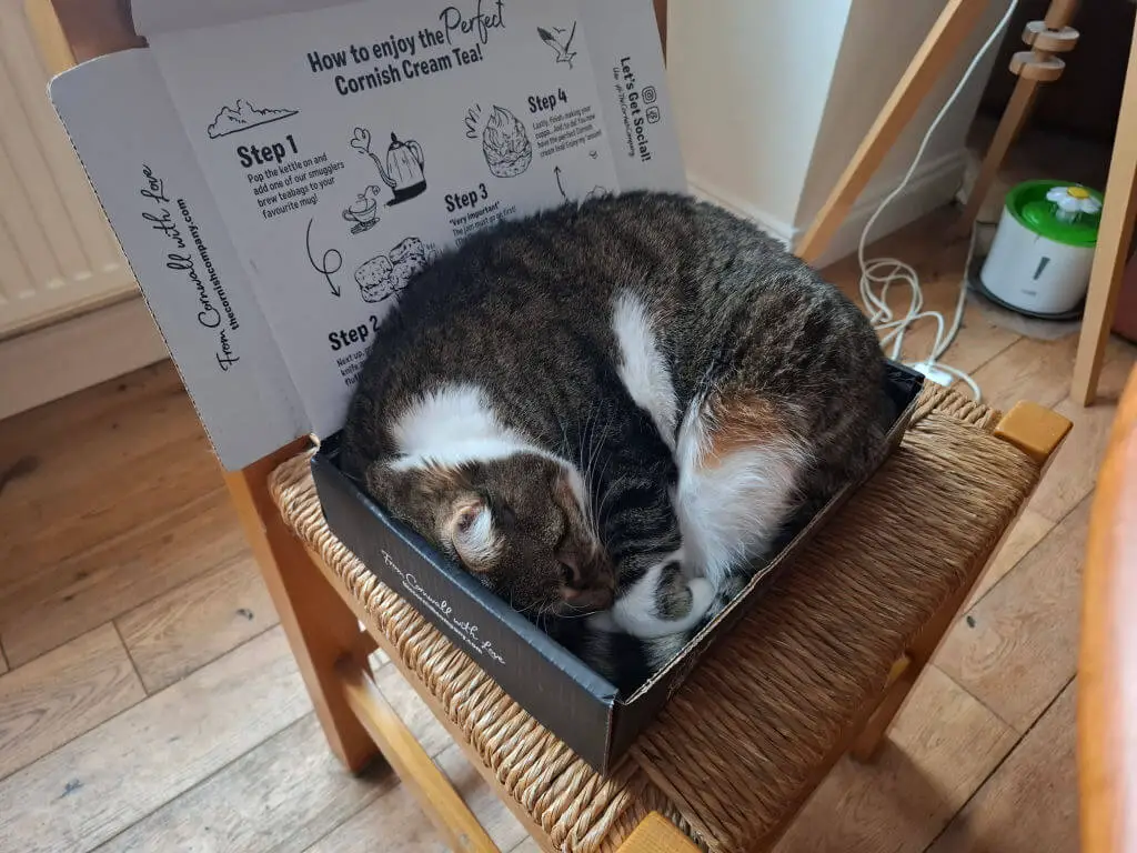 A tabby cat is curled up sleeping inside an open cardboard box on a wooden chair. The box has instructions for making Cornish Cream Tea. Cosy and cute scene.
