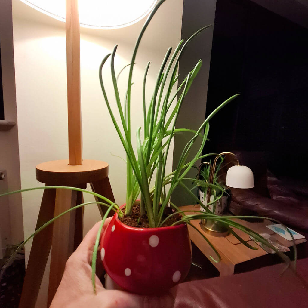 A hand holds a red, polka dot pot with a green plant, beneath the warm glow of a wooden floor lamp. A cosy, dimly-lit room with a sofa in the background.