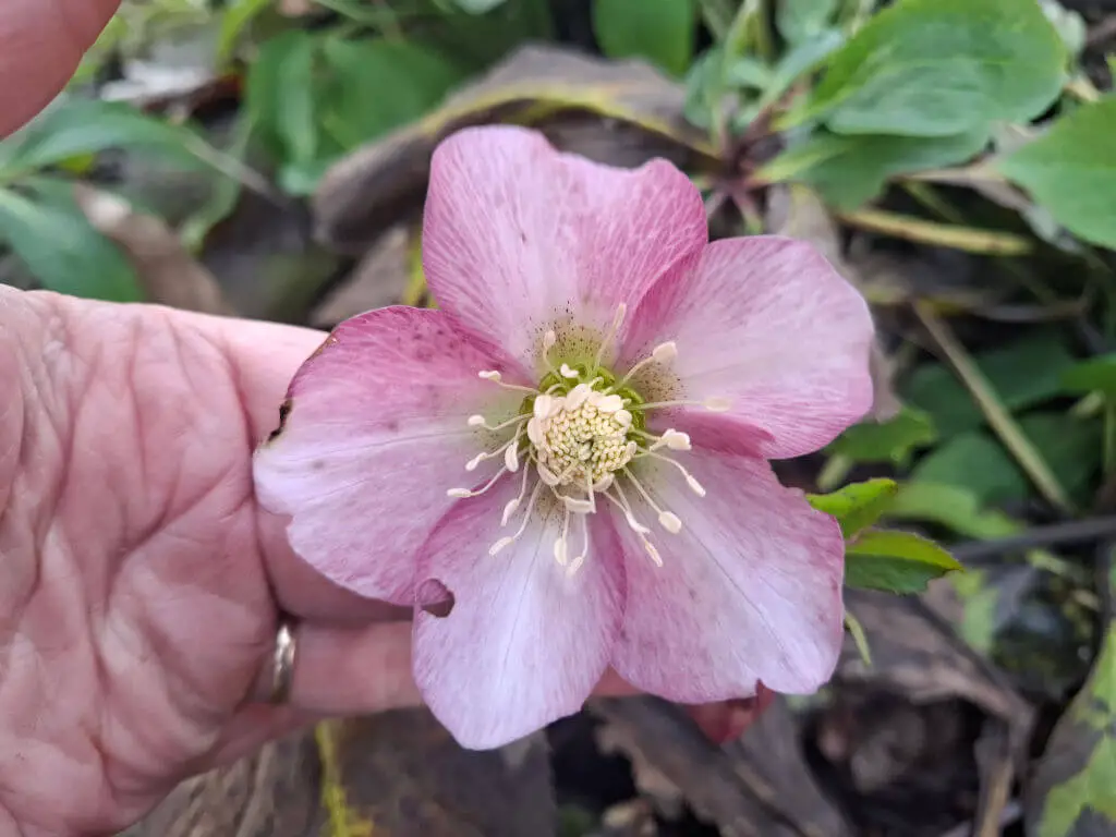 Close-up of a hand gently holding a pink Hellebore flower. The petals and cream center are in focus, while green leaves blur in the background, conveying tranquility.