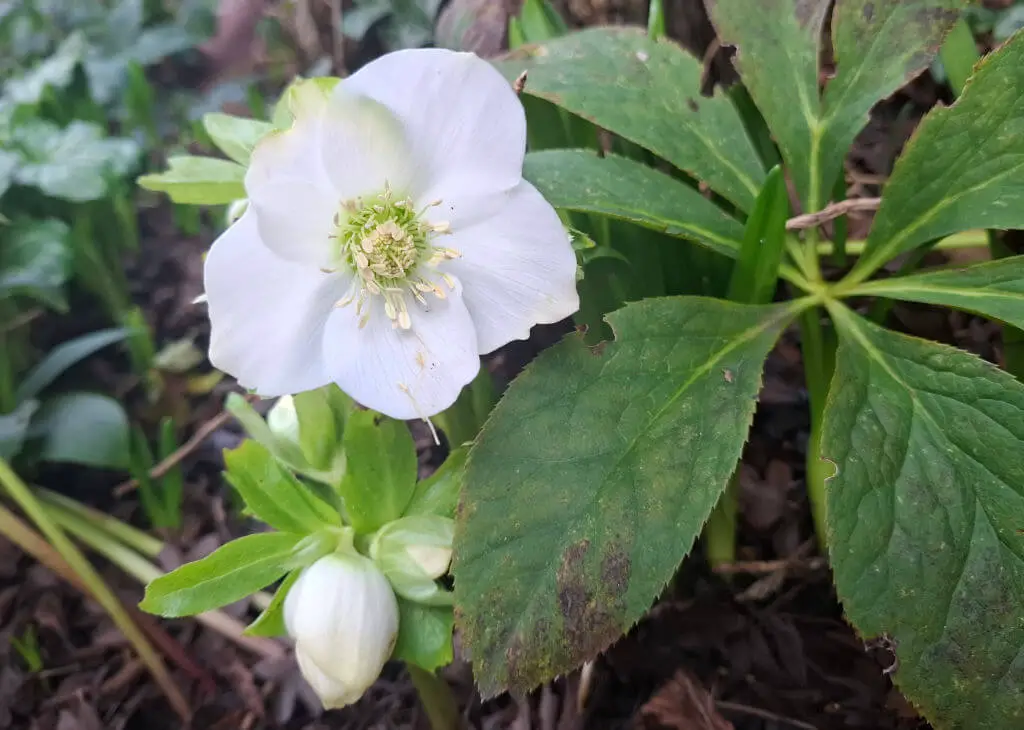 A white hellebore flower with a green center blooms amidst lush green leaves and earthy mulch, conveying a serene and natural garden scene.