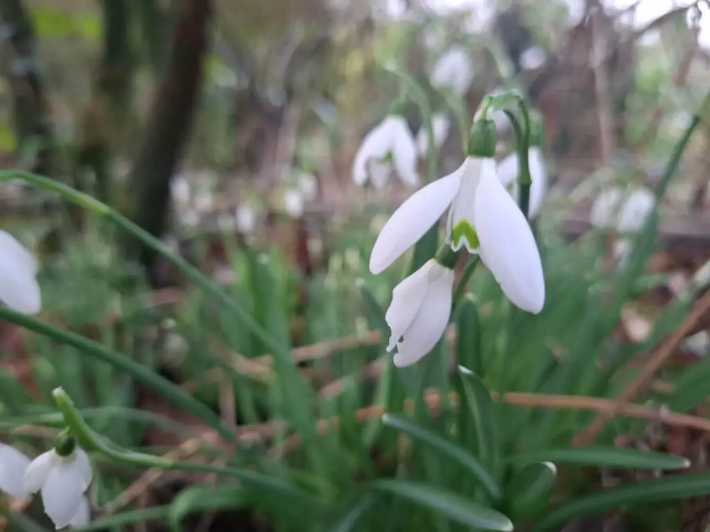 Close-up of delicate snowdrop flowers with white petals and green markings, set against a blurred background of lush greenery. Calm, serene tone.
