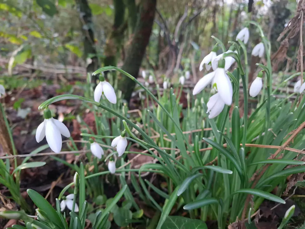 Close-up of delicate white snowdrops with green stems in a forest setting. The background is blurred, enhancing the tranquil, natural atmosphere.
