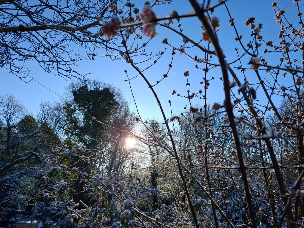Snow-dusted branches with small buds frame a bright sun against a clear blue sky, creating a serene winter scene in a frosty garden.