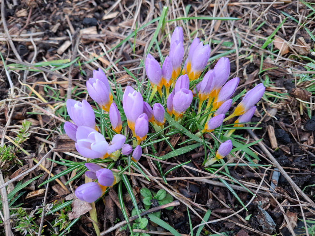 Purple crocus flowers with orange centres bloom among green grass and brown mulch. The scene conveys a fresh, vibrant early-spring atmosphere.