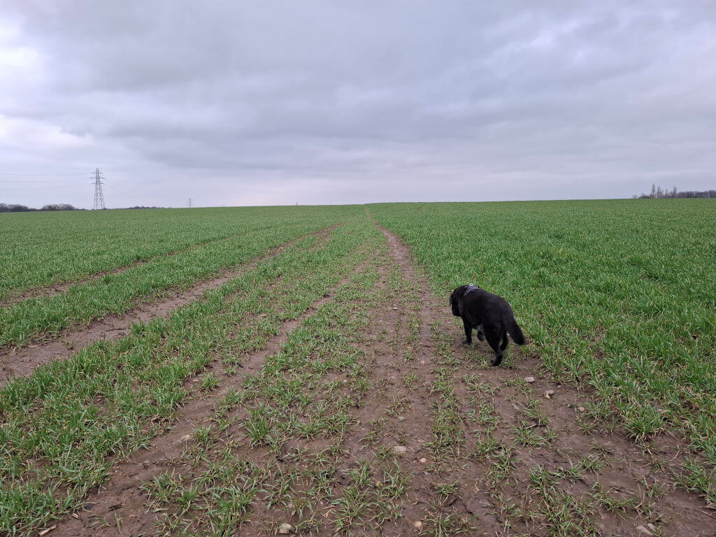 A black dog walks along a dirt path in a vast, green field under an overcast sky. The scene conveys a sense of solitude and tranquility.