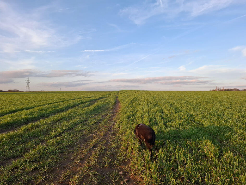 Dog walking in a vast green field under a clear blue sky. The horizon is wide, and the scene is calm and serene, suggesting a peaceful countryside.