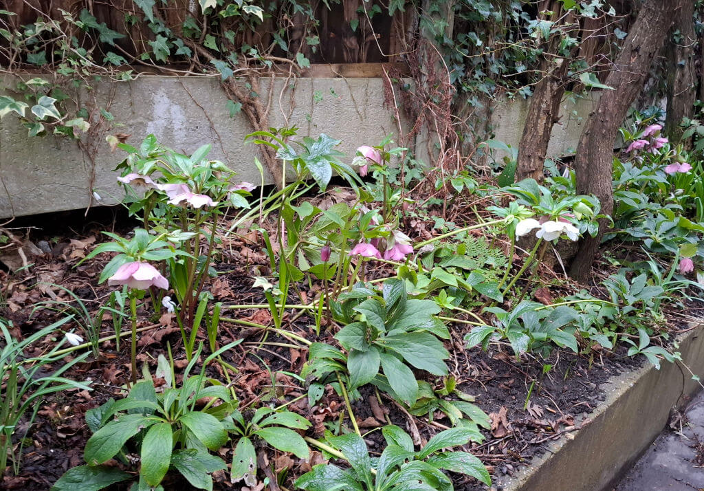 A vibrant garden bed with blooming pink and white flowers surrounded by lush green leaves. Ivy climbs a concrete wall in the background, creating a serene, natural scene.