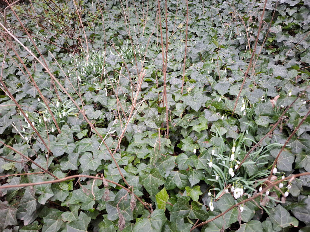 Dense green ivy blankets the ground, interspersed with delicate white snowdrops. Sparse brown twigs rise above, creating a serene, natural scene.