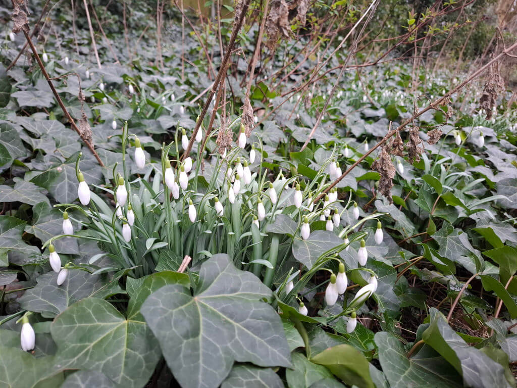 Cluster of white snowdrop flowers with green leaves, surrounded by ivy in a woodland setting. The scene conveys a peaceful, early spring mood.
