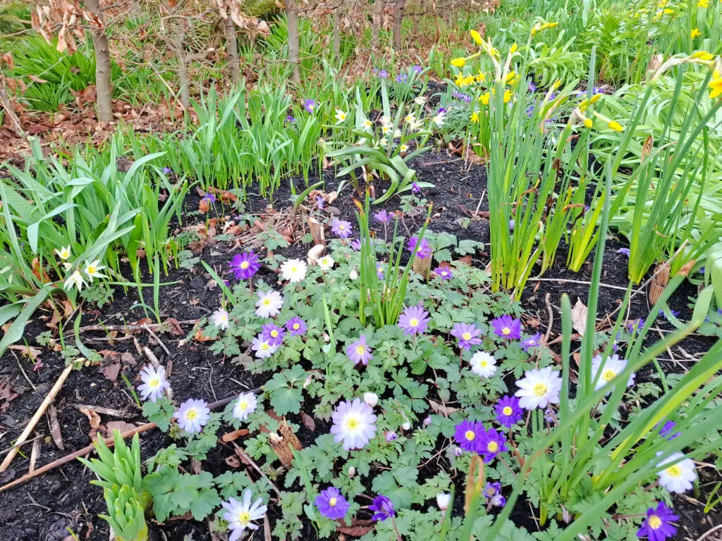 A vibrant garden bed featuring purple and white wildflowers surrounded by lush green leaves and budding yellow daffodils, set against a background of trees.