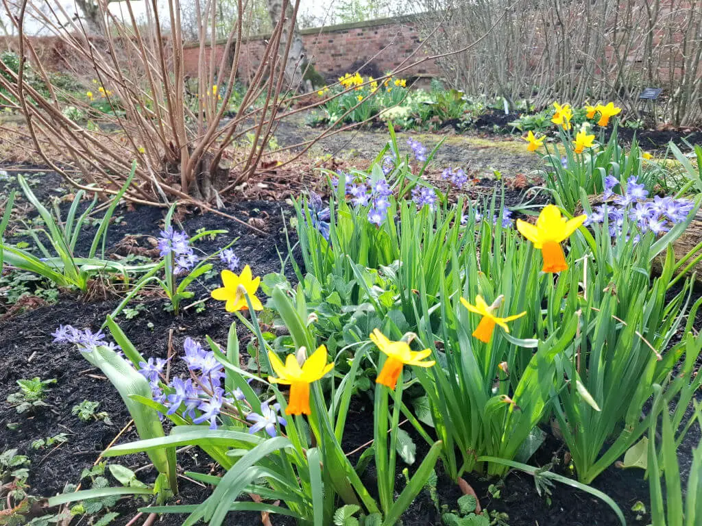 Yellow daffodils and purple flowers bloom vibrantly in a garden, framed by bare shrubs and a brick wall. The scene feels fresh and inviting.